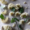 Viburnum Artifical Flower Stem In Creamy White - From Source Lifestyle UK