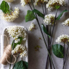 Viburnum Artifical Flower Stem In Creamy White - By Source Lifestyle UK